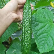 一根有原则的黄瓜